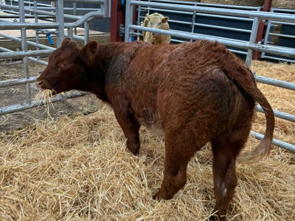 Roaned heifer - Main image