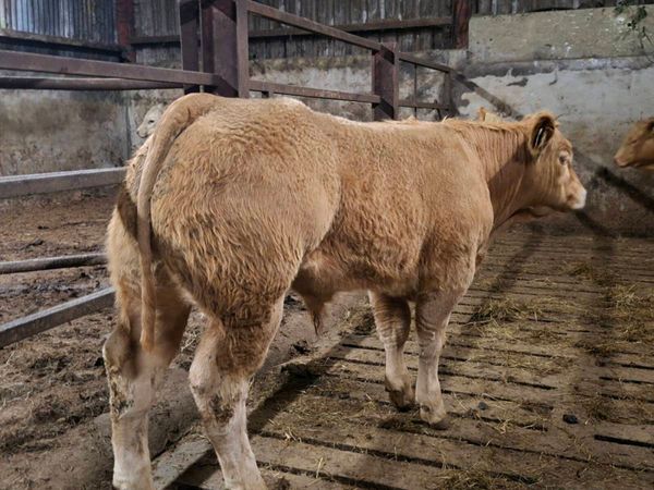 34 Smashing Charlaois bull Weanlings - Main image
