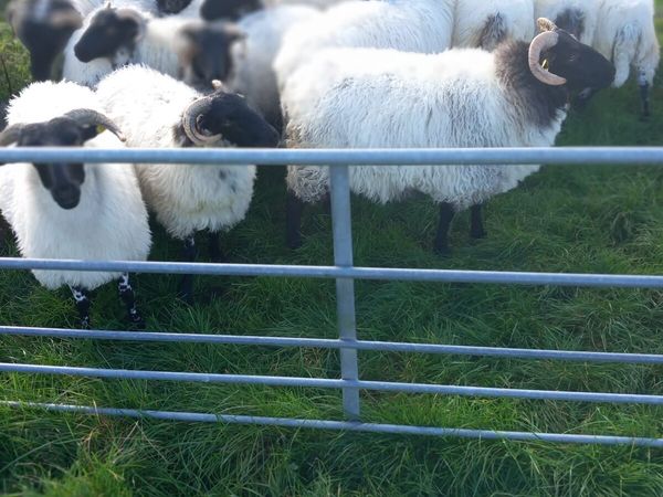Sheep - Main image