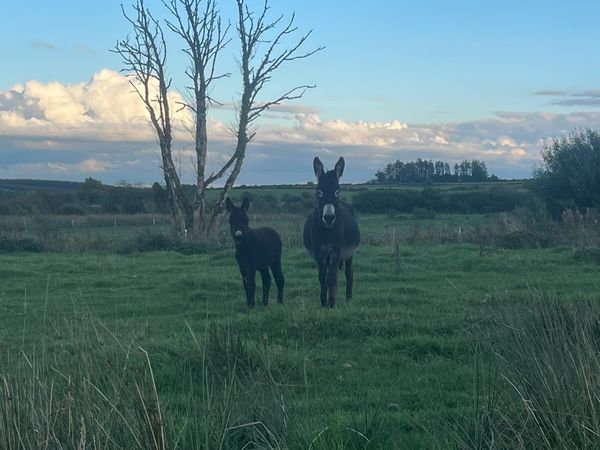 Mare with filly foal at foot - Main image