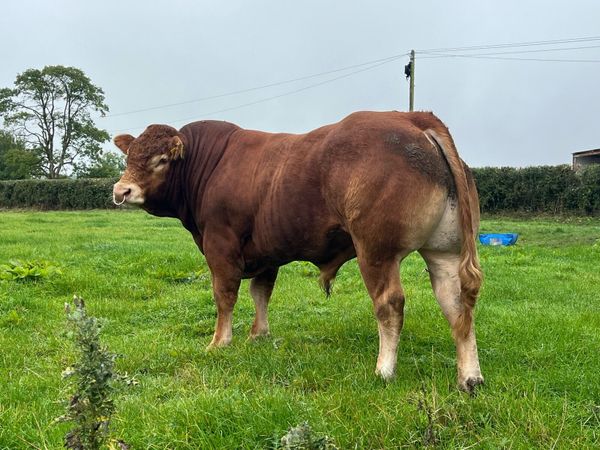 Superb Pedigree Limousin Bull - Main image