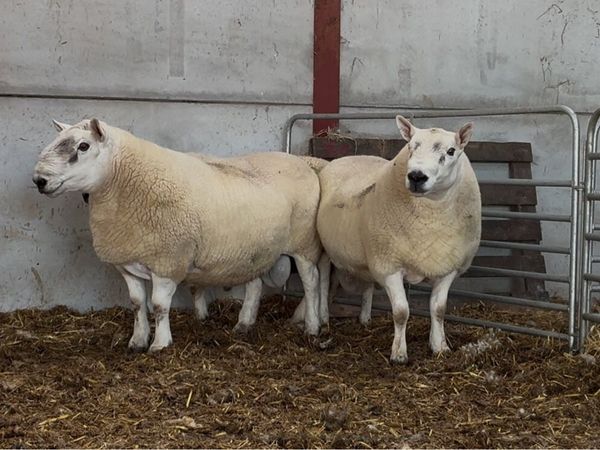 North Country x South Country Rams - Main image