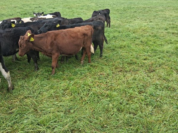 Heifer weanlings - Main image