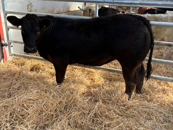 Lim show heifer - Main image