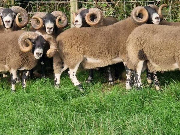 South of Ireland Lanark Rams - Main image