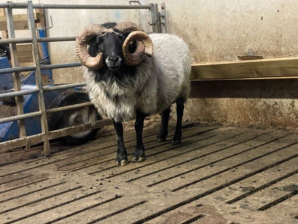 Mayo Aged Ram - Main image