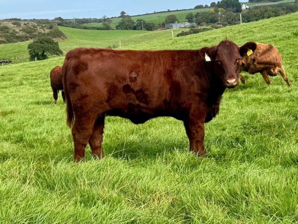 Pedigree Shorthorn Heifers - Main image