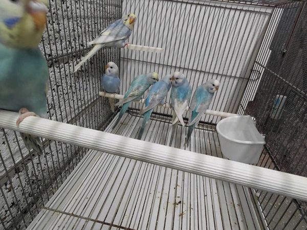 Budgies - Main image