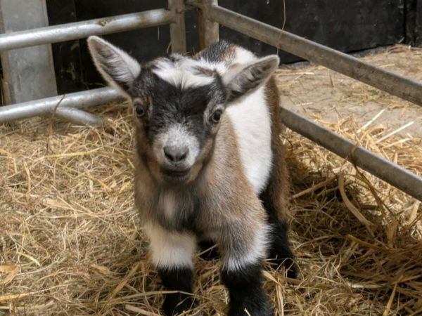 Pygmy goats - Main image