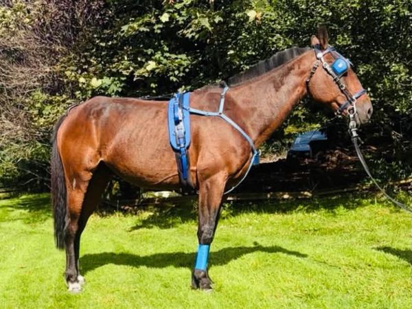 Driving gelding - Main image