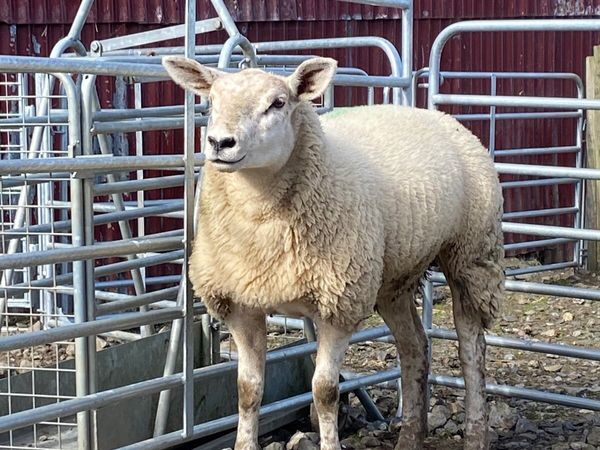 Ewe lambs - Main image