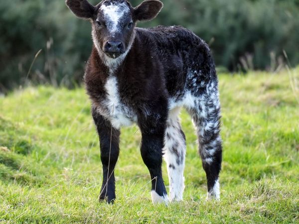 2 Super Limousin x Outfits & Blue Heifer Calves - Main image