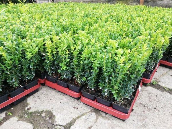 Box Hedging - Main image