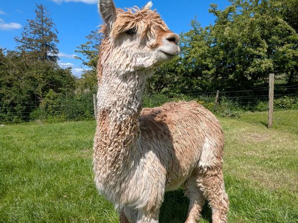 Selection of Alpacas for sale - Main image