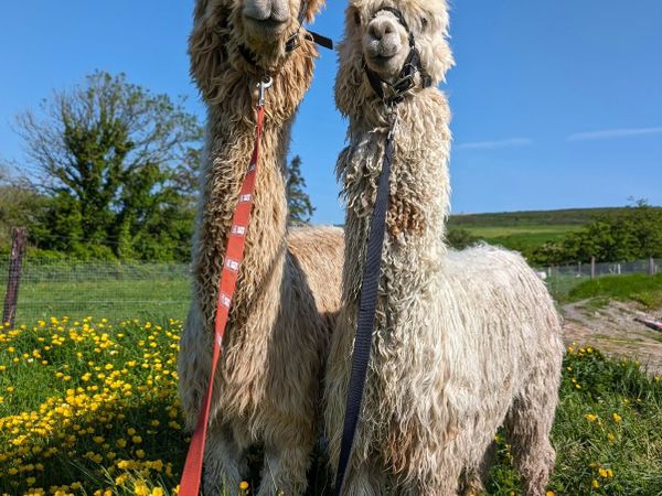 Selection of Alpacas for sale - Main image