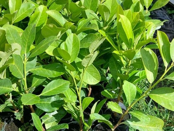 Laurel Hedging - Main image