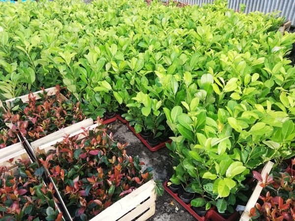 Laurel Hedging - cherry laurel - Main image