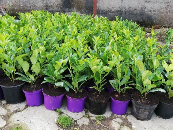Laurel Hedging - Main image