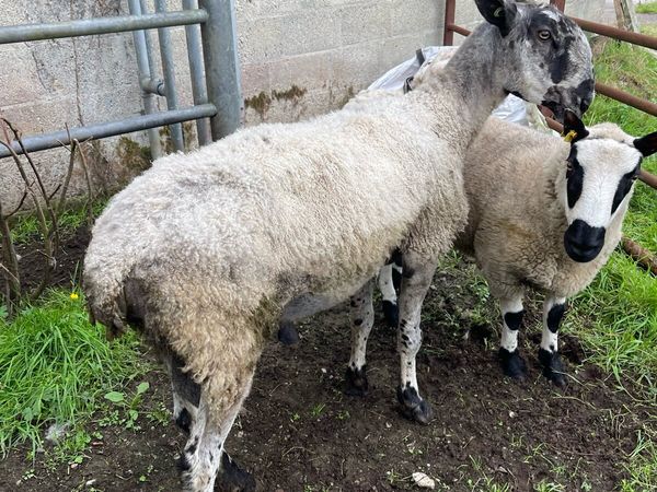 Blue Leicester ram - Main image