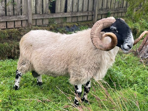 SIS 3 year old. Perth long wool ram - Main image