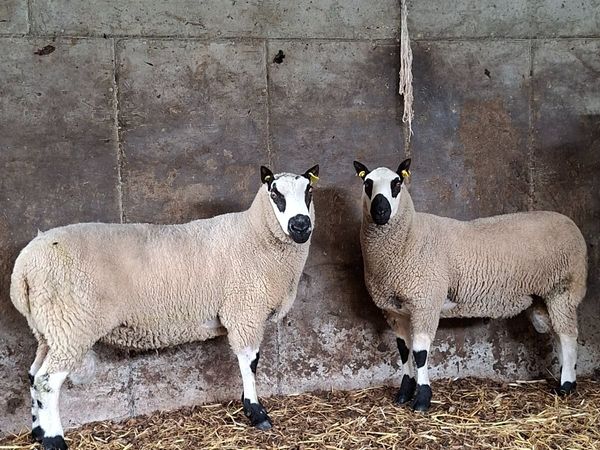 Kerryhill Ram - Main image