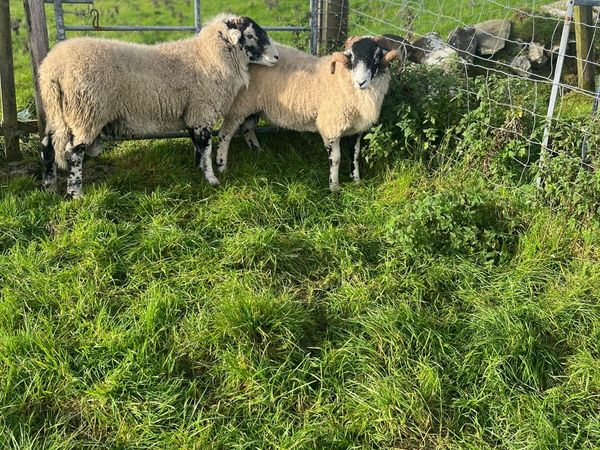Swaledale Rams - Main image