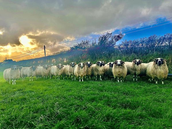 Scotch hogget rams - Main image