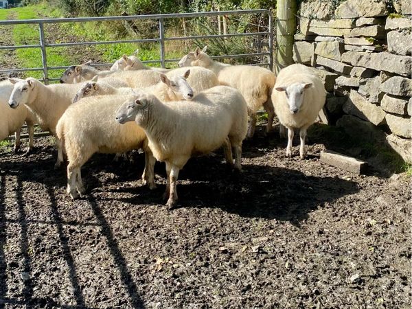 21 strong Hoggets - Main image