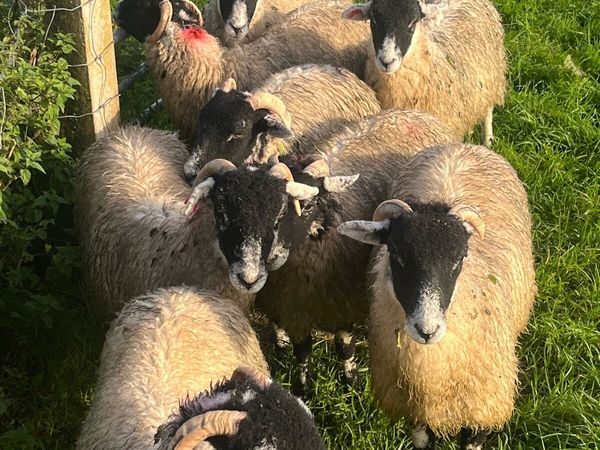 Swaledale ewe lambs - Main image