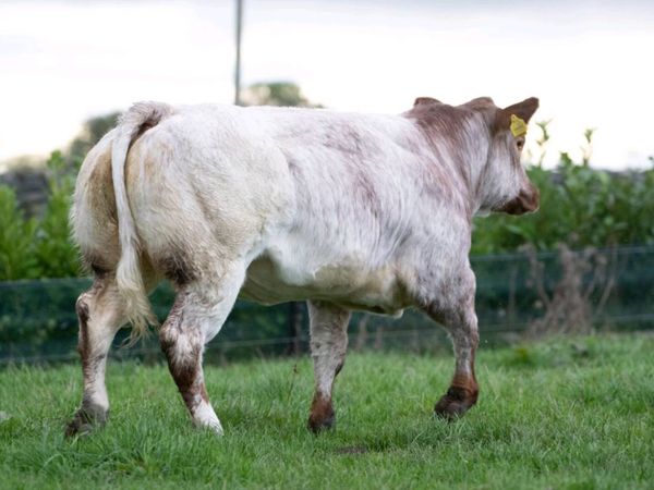 Weanling heifer - Main image
