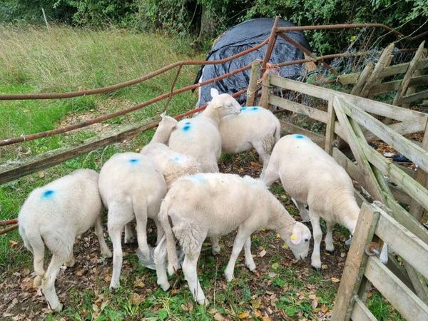 Easycare ewe lambs - Main image