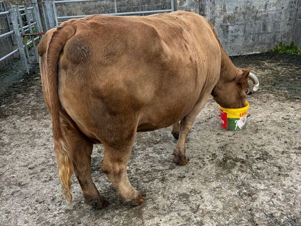 Dry cow - Main image