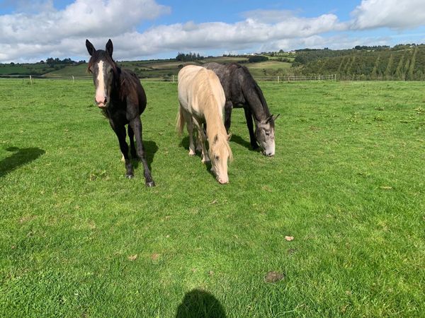Young stock going to granard mart - Main image