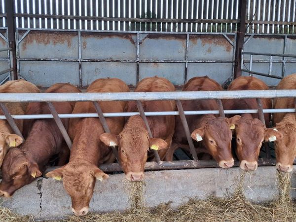 Cattle - Main image