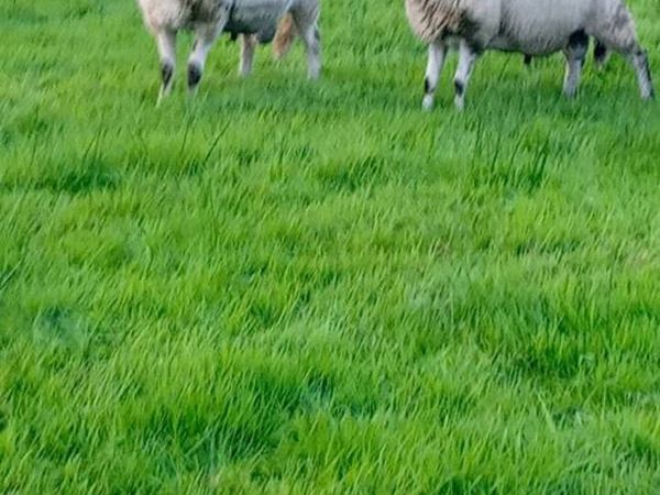 Rams - Main image