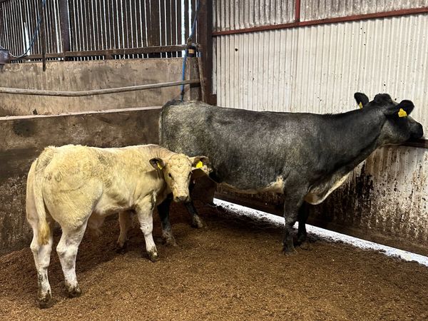 Blue cow with Charolais bull - Main image