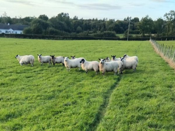 Brockie Ewe lambs - Main image