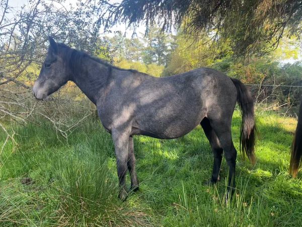 2yo Connie x Tb gelding - Main image