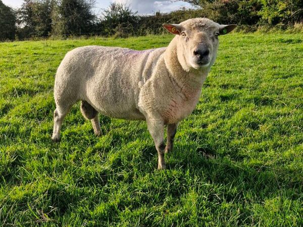 PBR Vendeen Ram SIS - Main image