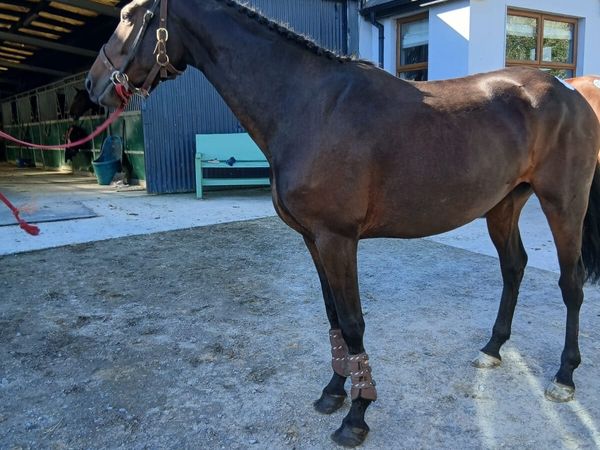 Horse - Main image