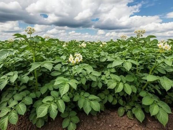 Potatoes - Main image