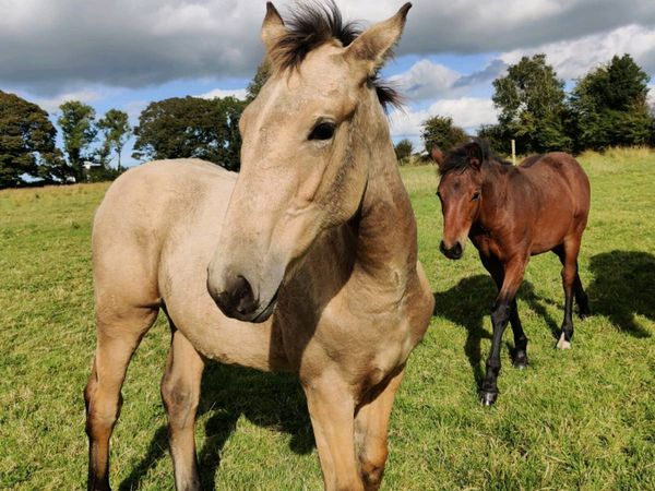 Foals for sale - Main image