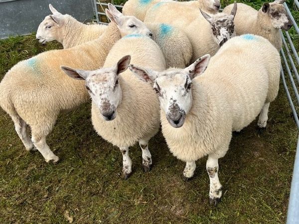 🔥North Country cross Ewe lambs🔥 - Main image