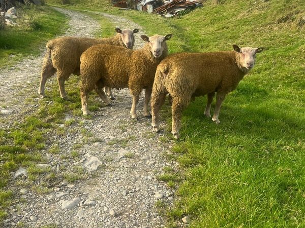 SIS Charollais ram lambs - Main image
