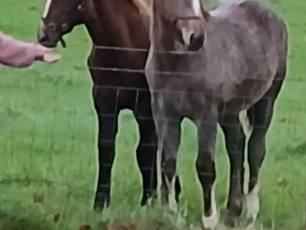 Irish Draught Fillies - Main image