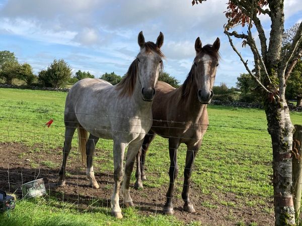 Irish Draught Fillies - Main image