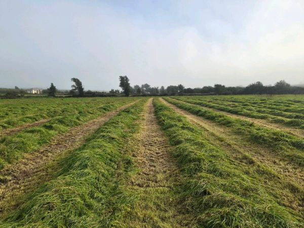 Silage - Main image