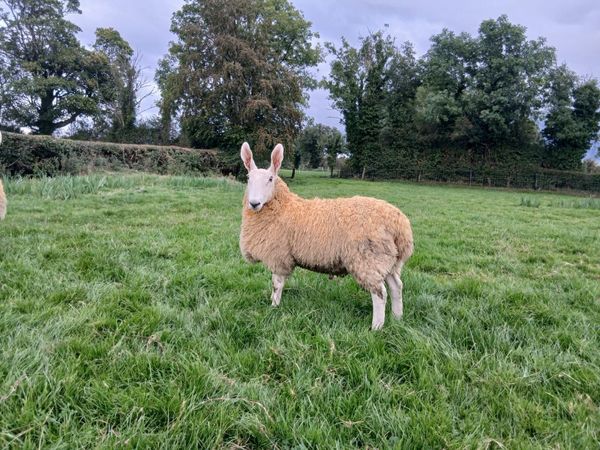 Border Leicester Ram lambs - Main image