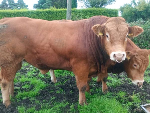 Pedigree Limousin Bulls - Main image