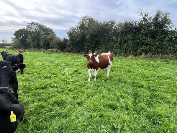 Crossbred incalf heifers - Main image
